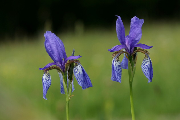 Sibirische Schwertlilie, Iris sibirica (LINNAEUS)