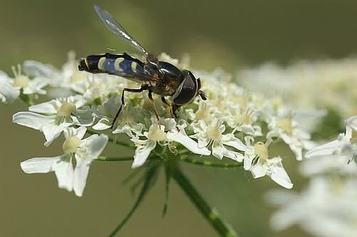 Schwebfliege, Syrphidae