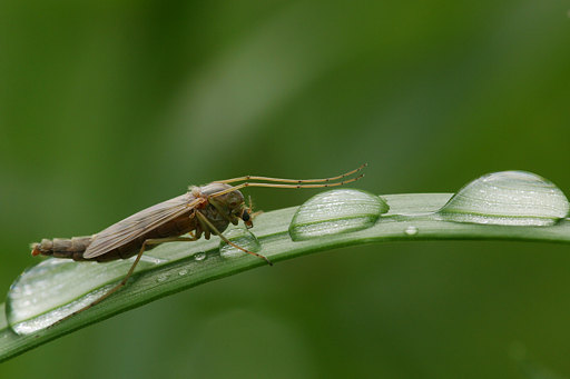 Zuckmcke, Chironomidae