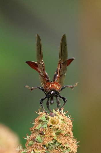 Rsselkfer, Curculionidae