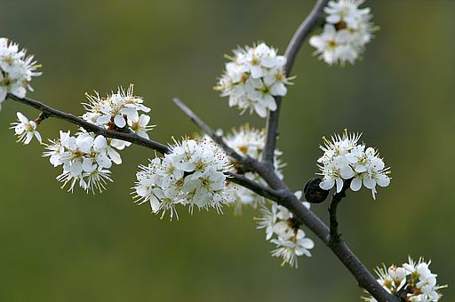 Schlehe, Prunus spinosa (LINNAEUS)