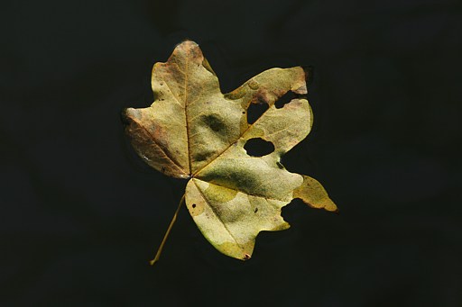 Feldahorn, Acer campestre (LINNAEUS)