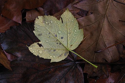 Bergahorn, Acer pseudoplatanus (LINNAEUS)