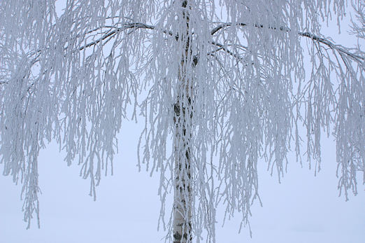 Birke im Winter, Betula pendula (ROTH)