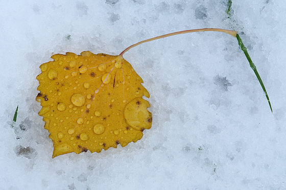Herbstliches Blatt inm ersten Schnee