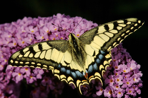 Schwalbenschwanz, Papilio machaon (LINNAEUS, 1758)