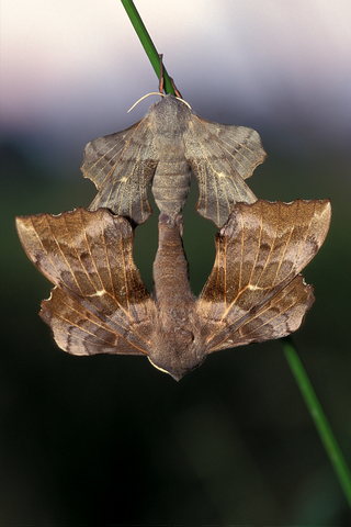 Pappelschwrmer, Laothoe populi (Amorpha populi) (LINNAEUS, 1758)