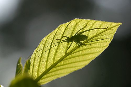 Heuschreckenlarve, Tettigoniidae