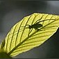 Heuschreckenlarve