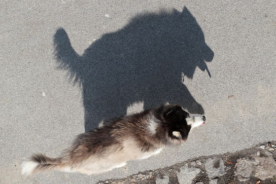 Schatten-Hund