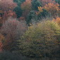 Mischwald im Herbst
