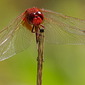 Feuerlibelle