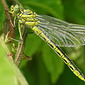 Westliche Keiljungfer