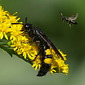 Borstige Dolchwespe
