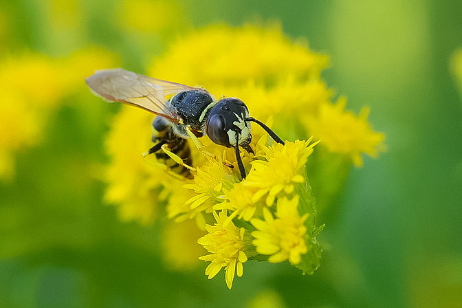Bienenwolf
