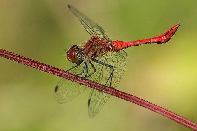 Blutrote Heidelibelle