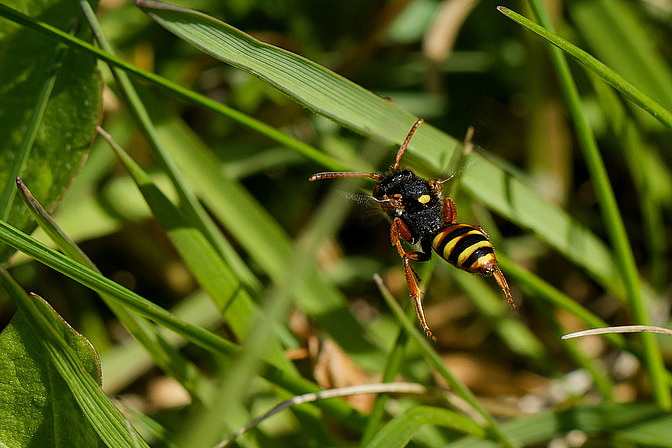 Rotbauch-Wespenbiene