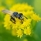 Bienenwolf