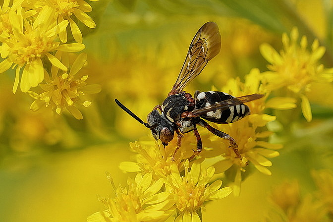 Gewöhnliche Filzbiene