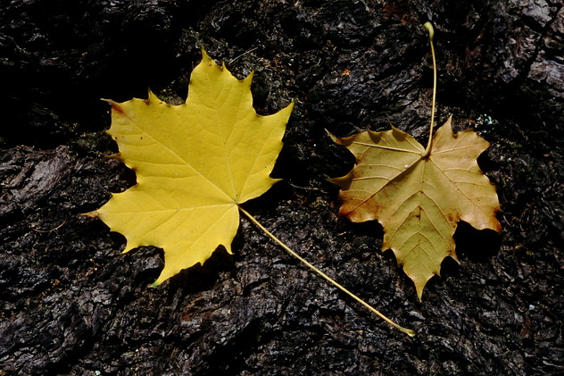 Spitzahorn, Acer platanoides (LINNAEUS)