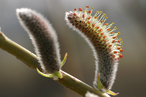 Weidenblte, Salix spec.