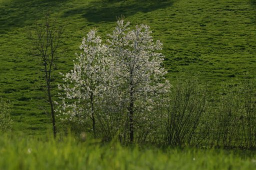Frhling, Prunus avium (LINNAEUS)