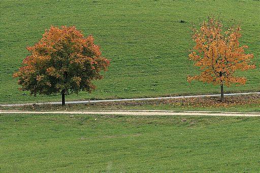 Spitzahorn, Acer platanoides (LINNAEUS)