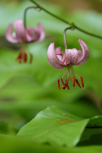 Trkenbund-Lilie, Lilium martagon (LINNAEUS)