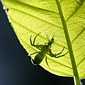 Krabbenspinne