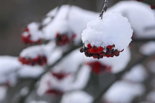 Fruchtstand des Schneeballs im Winter