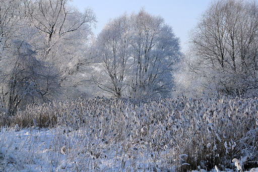 Winter im Auwald