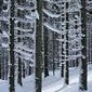 Winter im Bergwald