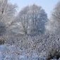 Winter im Auwald