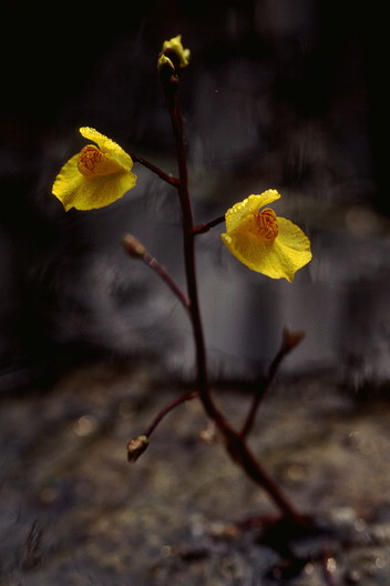 Gewhnlicher Wasserschlauch, Utricularia vulgaris (LINNAEUS, 1753)