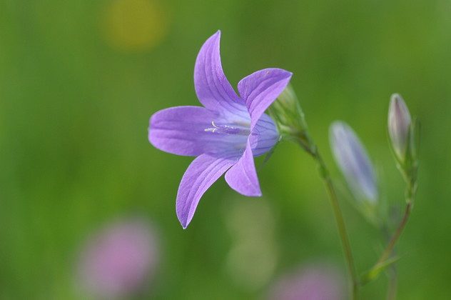 Wiesenglockenblume