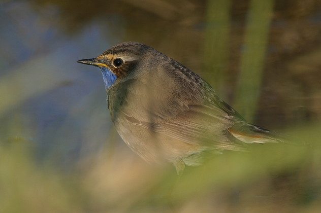 Blaukehlchen