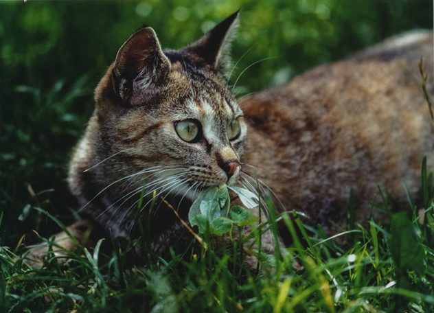 Hauskatze