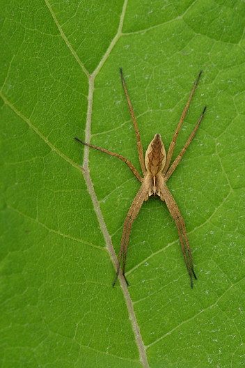 Listspinne