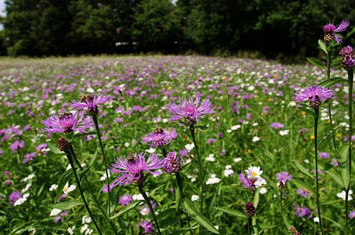 Wiesen-Flockenblume