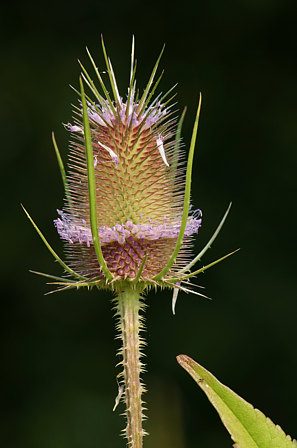 Wilde Karde