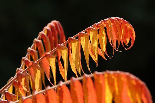 Essigbaum