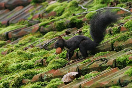 Eichhörnchen