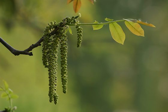 Walnussblüte