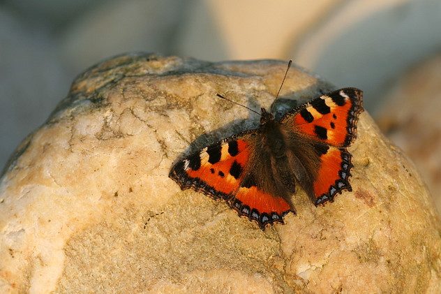 Kleiner Fuchs
