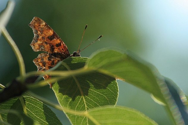 C-Falter