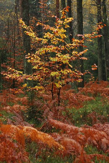 Herbst im Mischwald (A)