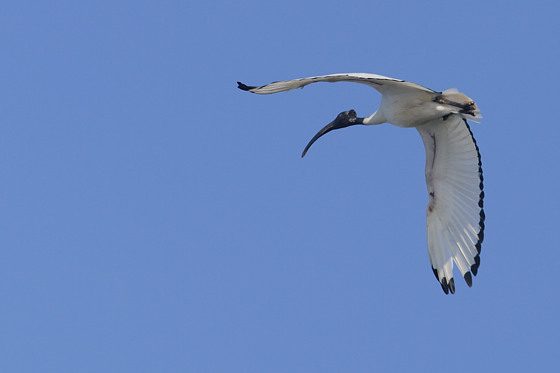 Heiliger Ibis