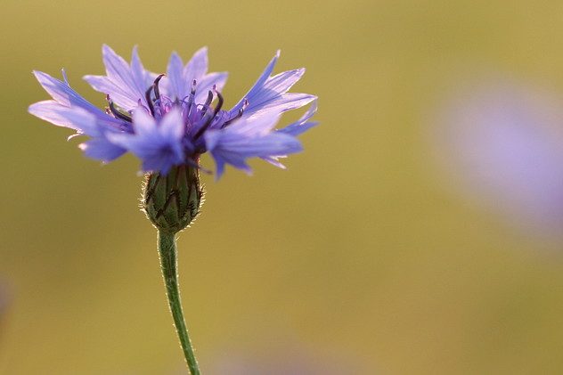 Kornblume