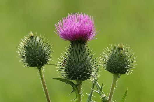 Kratzdistel