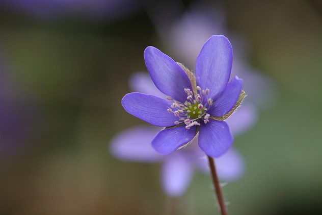 Leberblümchen